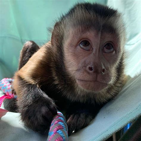 Free monkeys for sale - KIALA. Gender: Female. Available: Ready for a new home right now. Age: 12 Weeks Old. Breed: Capuchin Monkey. Includes medical record, health guarantee, puppy kit, puppy food, endless joy! etc. Price: $1,550. Take a look at this adorable, little girl. Kiala is full of fun and is the prettiest puppy.